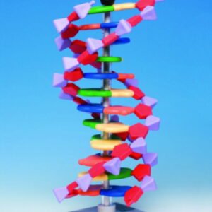 miniDNA molecular modell kit advanced, 12 layers